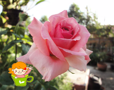 hybrid tea2